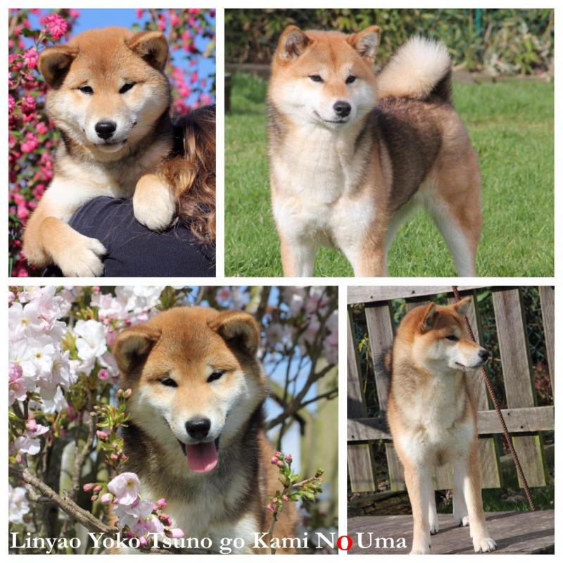 Shiba inu Yoko red color