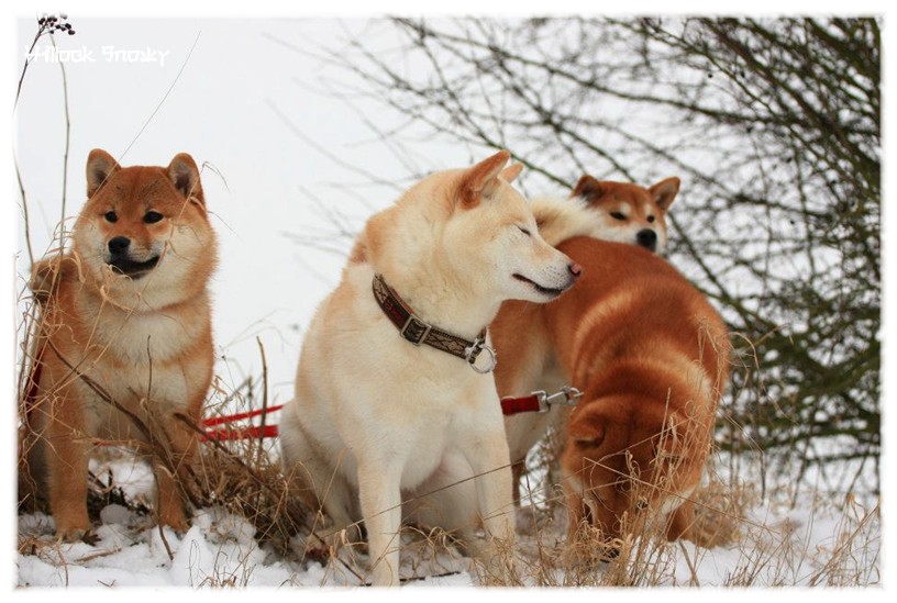 Meute de shiba