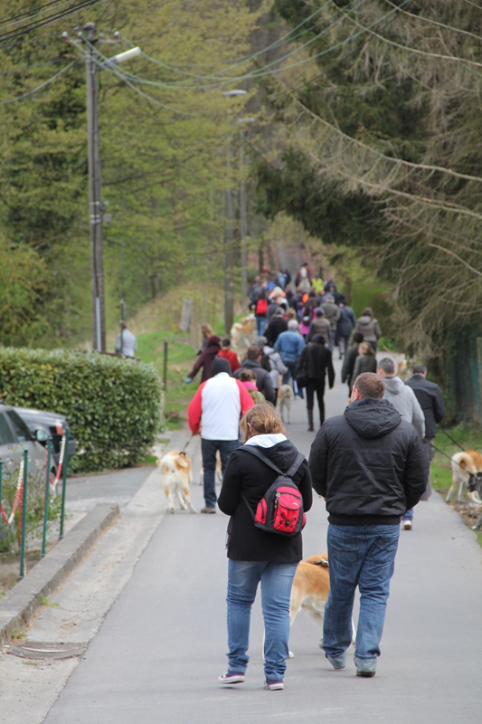 Balade akita club 15 avril Braine Le Comte 