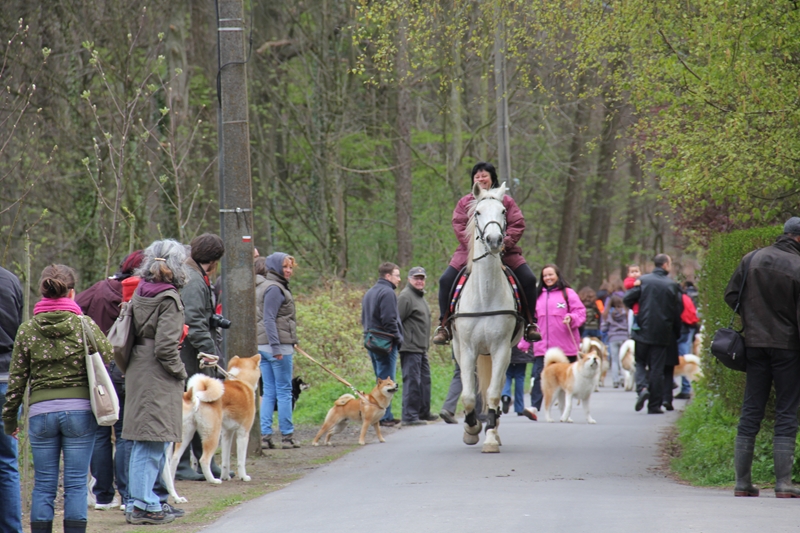 Balade akita club 15 avril Braine Le Comte 