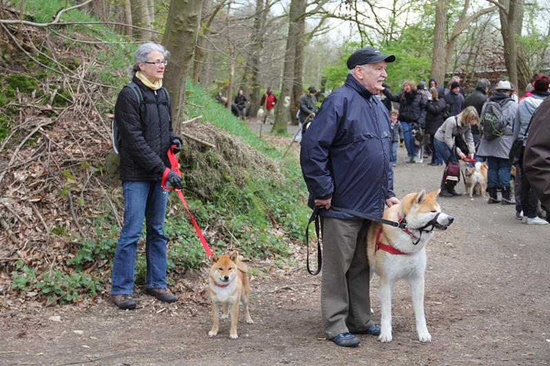 Balade akita club 15 avril Braine Le Comte 