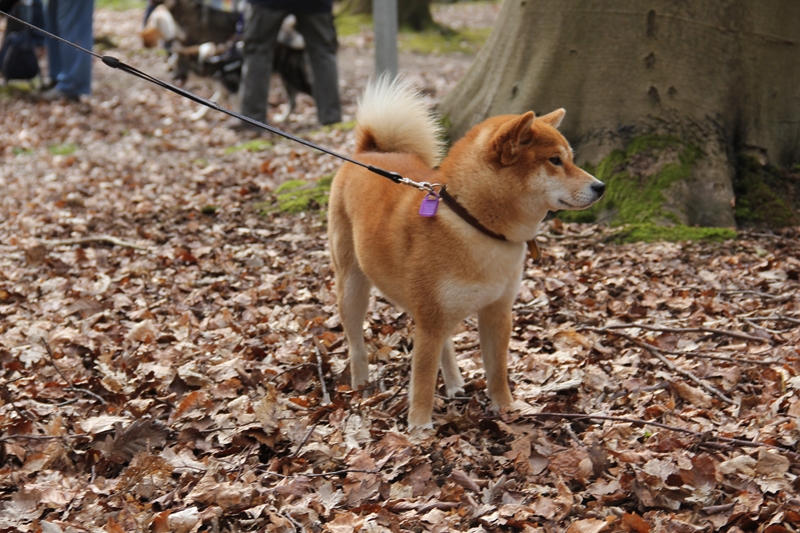 Balade akita club Iyokan Hime from Hillock Snowy