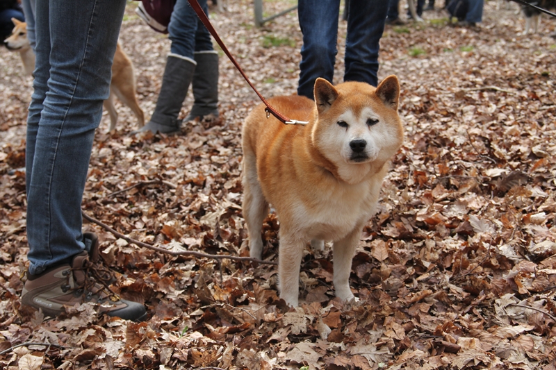 Balade akita club Hoshi Tsuki