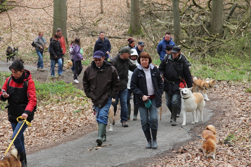 Balade akita club 15 avril Braine Le Comte 