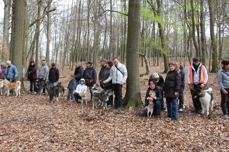 Balade akita club 15 avril Braine Le Comte 