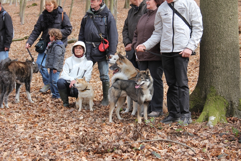 Balade akita club 15 avril Braine Le Comte Shikoku