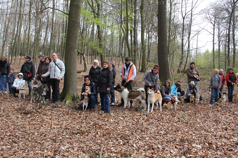 Balade akita club 15 avril Braine Le Comte 