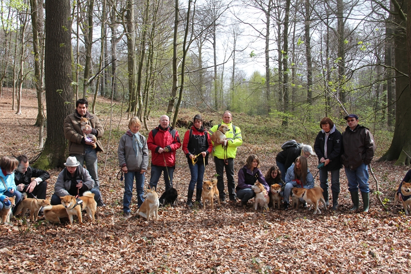 Balade akita club 15 avril Braine Le Comte 