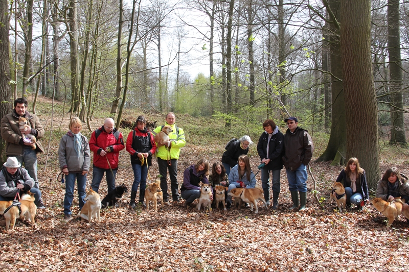 Balade akita club 15 avril Braine Le Comte 