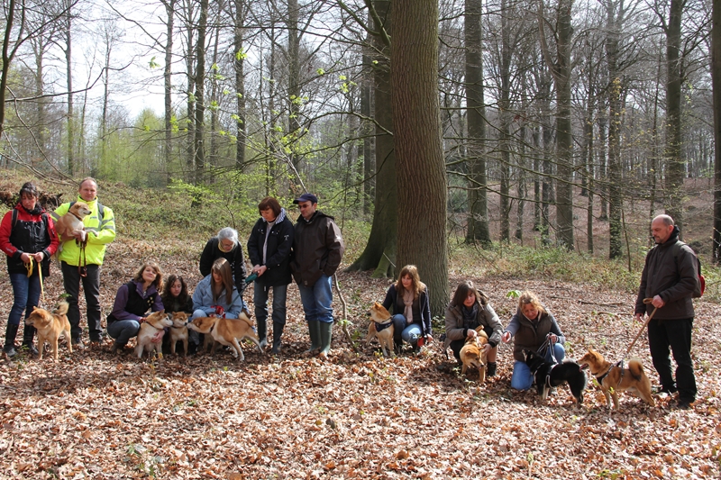 Balade akita club 15 avril Braine Le Comte 