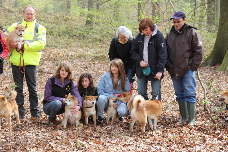 Hillock snowy family's and shiba friends