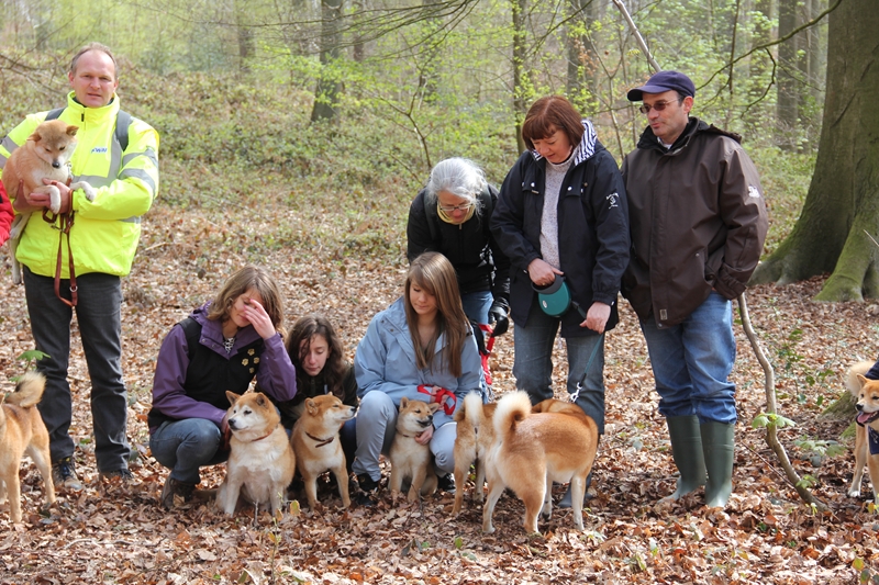 Hillock snowy family's and shiba friends