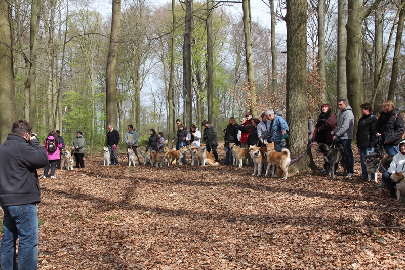 Balade akita club 15 avril Braine Le Comte 1