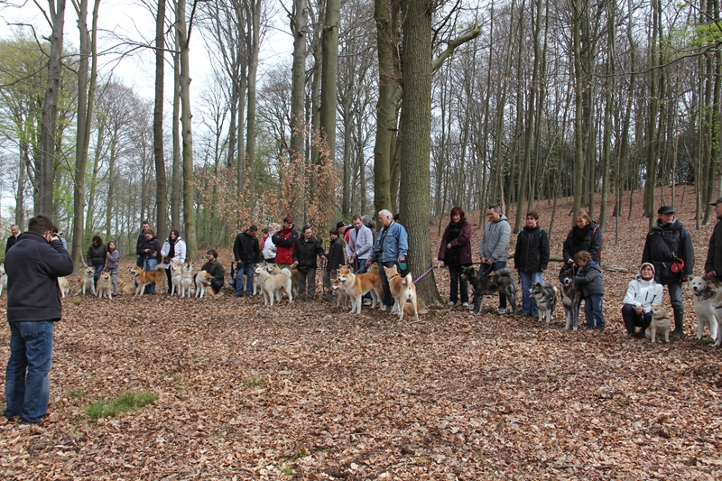 Balade akita club 15 avril Braine Le Comte 