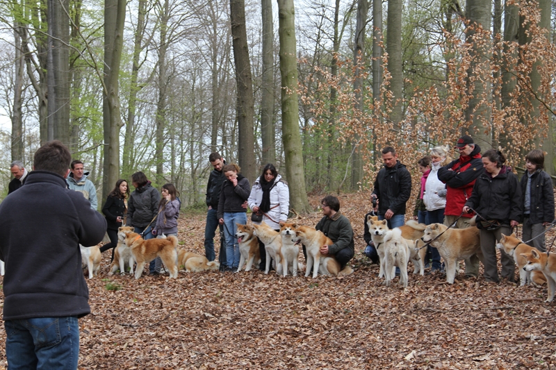 Balade akita club 15 avril Braine Le Comte 