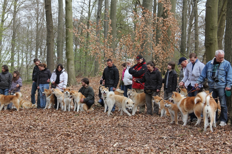 Balade akita club 15 avril Braine Le Comte 