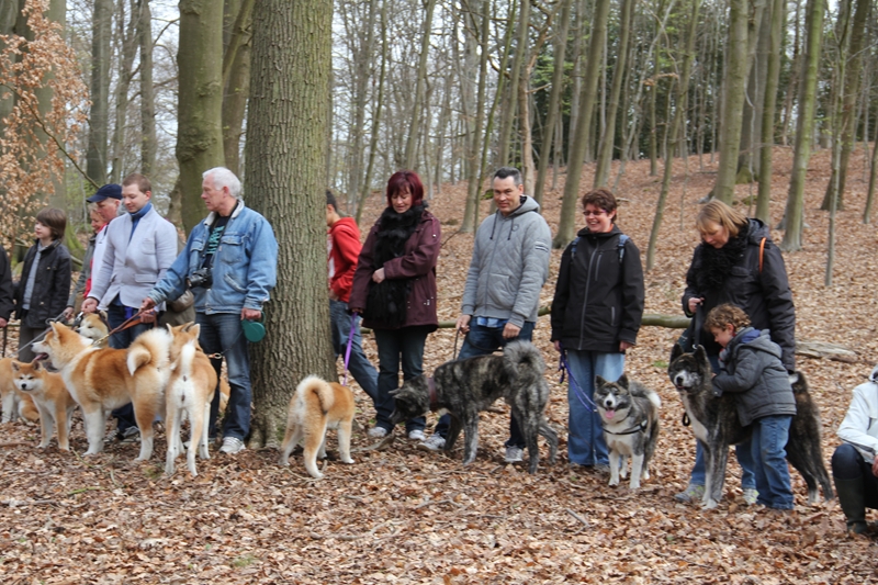 Balade akita club 15 avril Braine Le Comte 