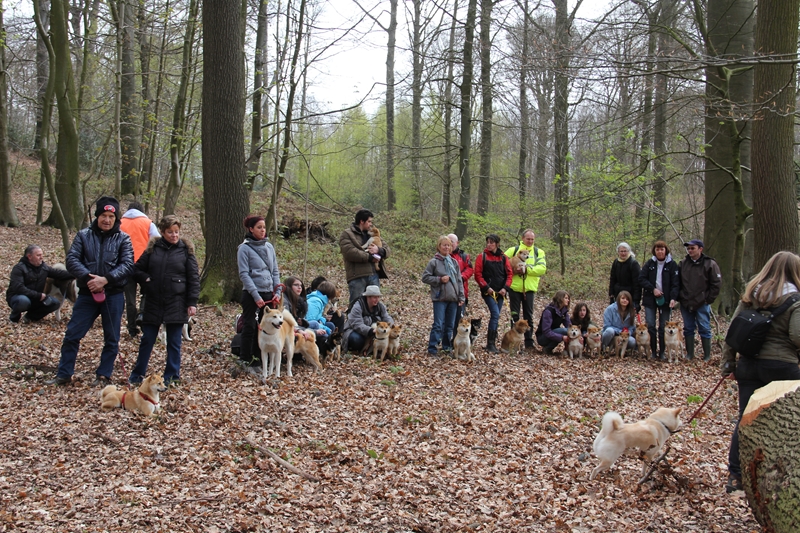 Balade akita club 15 avril Braine Le Comte 