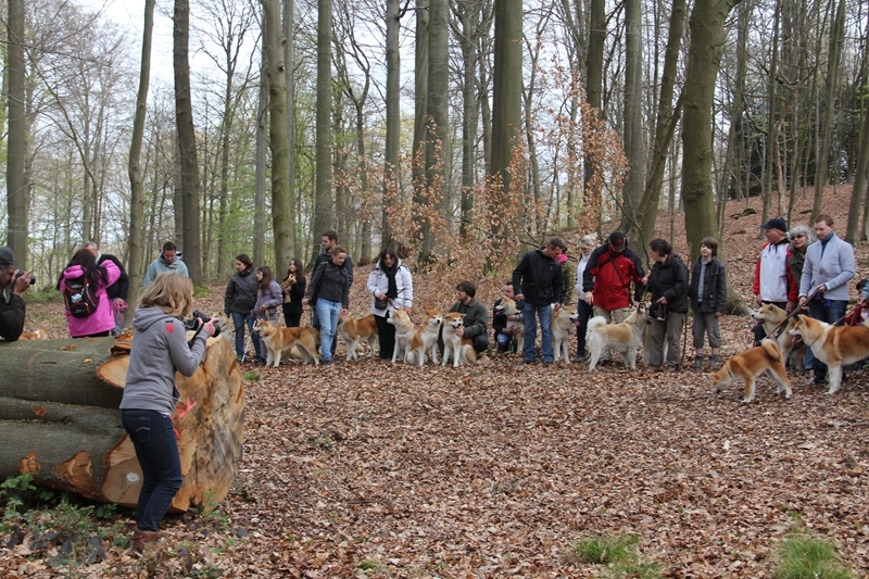 Balade akita club 15 avril Braine Le Comte 