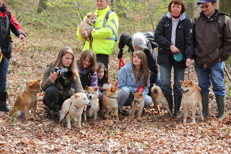 Hillock snowy family's and shiba friends