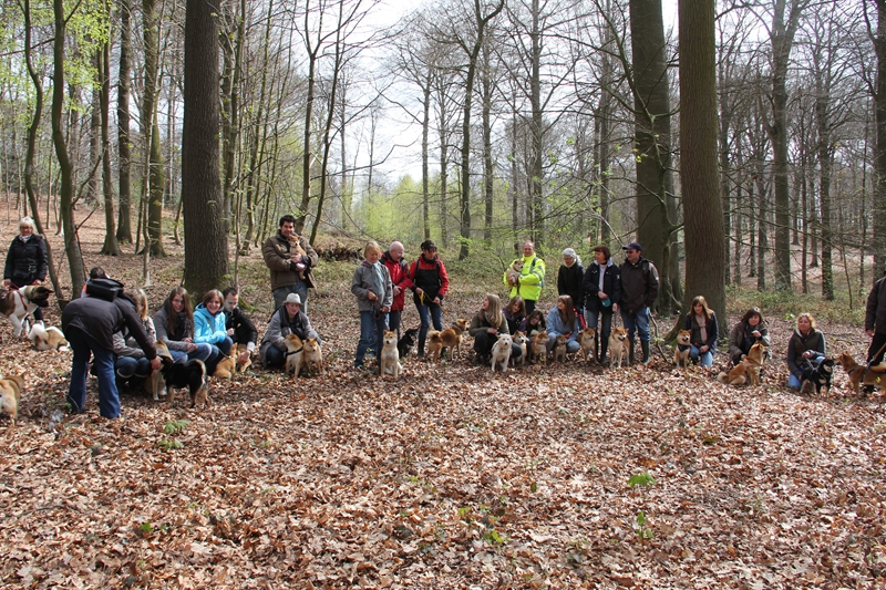 Balade akita club 15 avril Braine Le Comte 