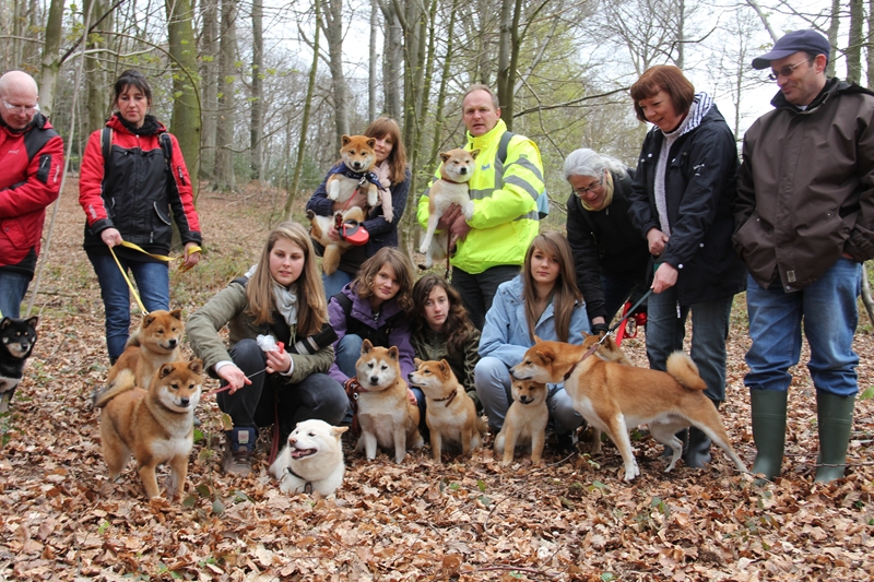 Hillock snowy family's and shiba friends