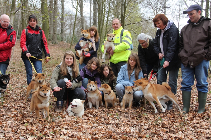 Hillock snowy family's and shiba friends