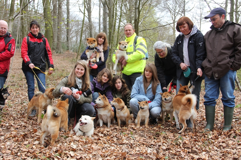 Hillock snowy family's and shiba friends