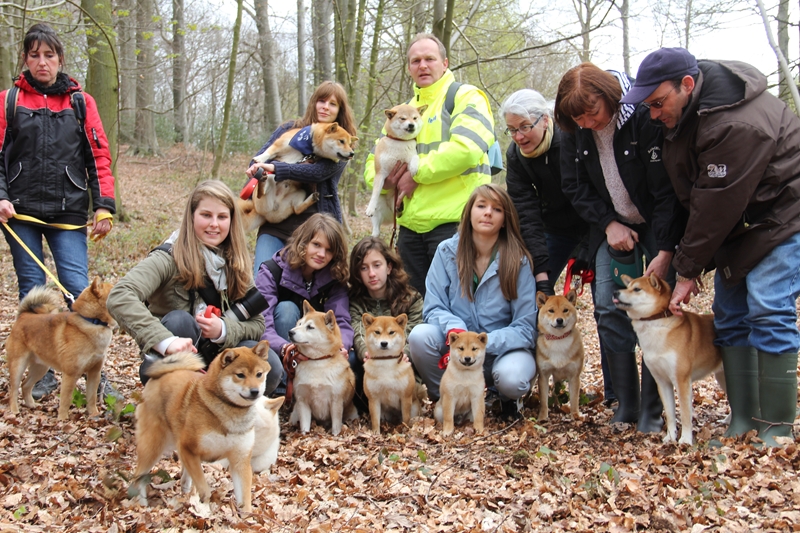 Hillock snowy family's and shiba friends