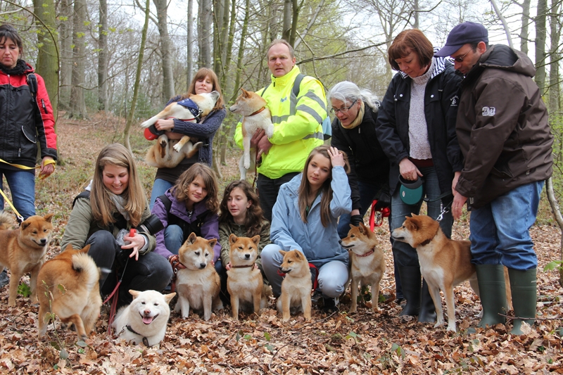 Hillock snowy family's and shiba friends