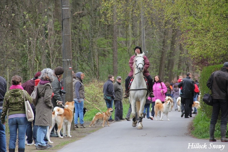 Balade akita club 15 avril Braine Le Comtea 