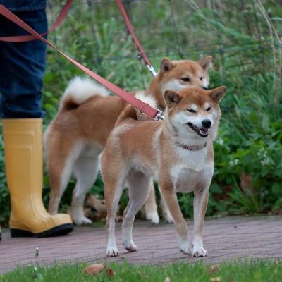 Les balades shiba & Co