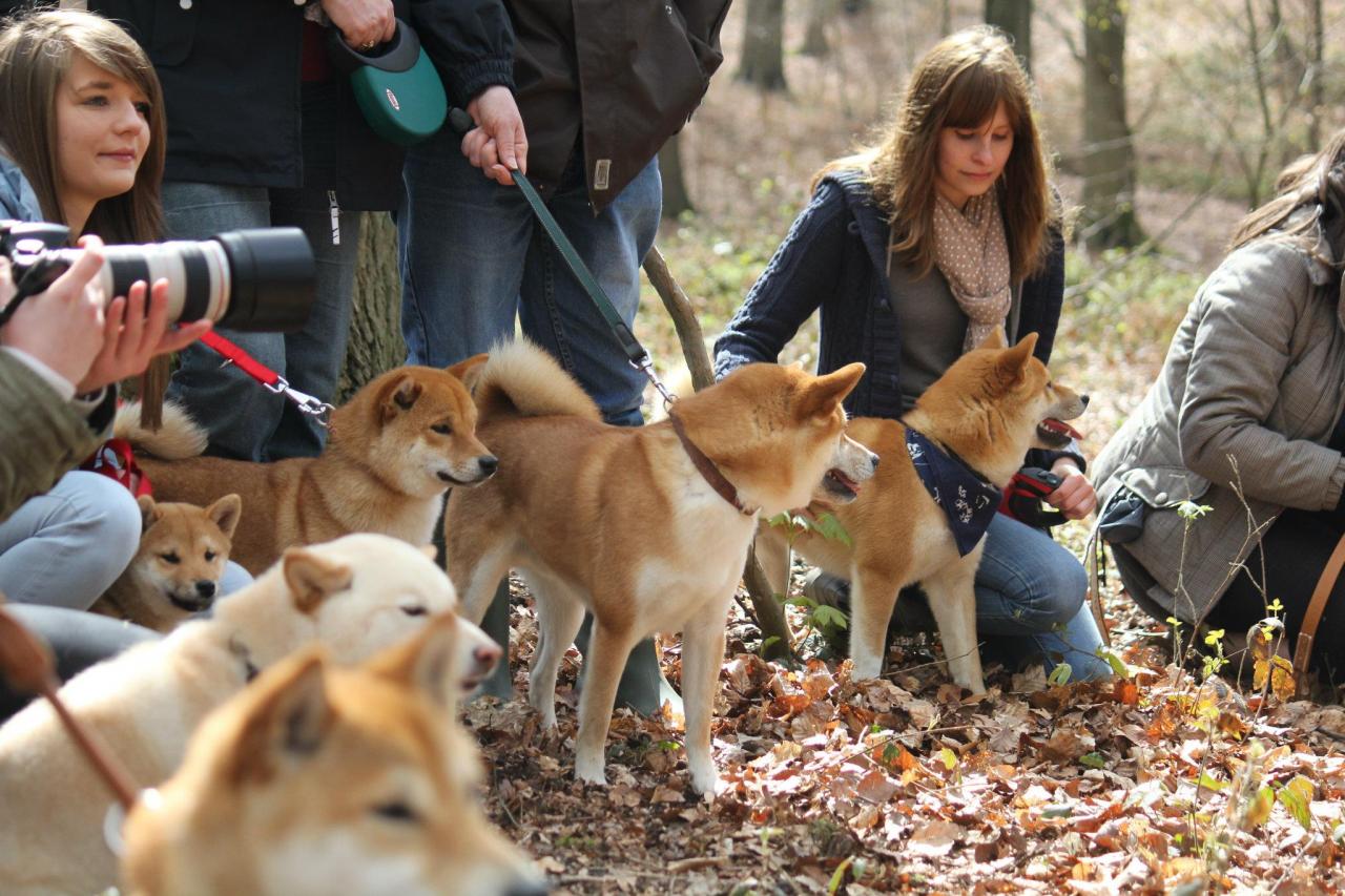 Shiba Hillock snowy family's