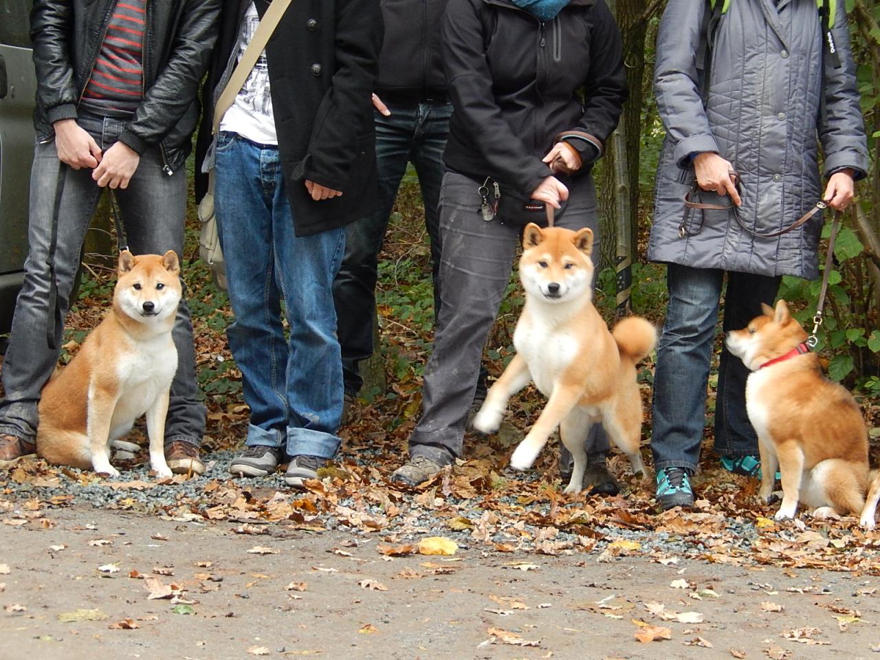 Hillock Snowy Shiba team