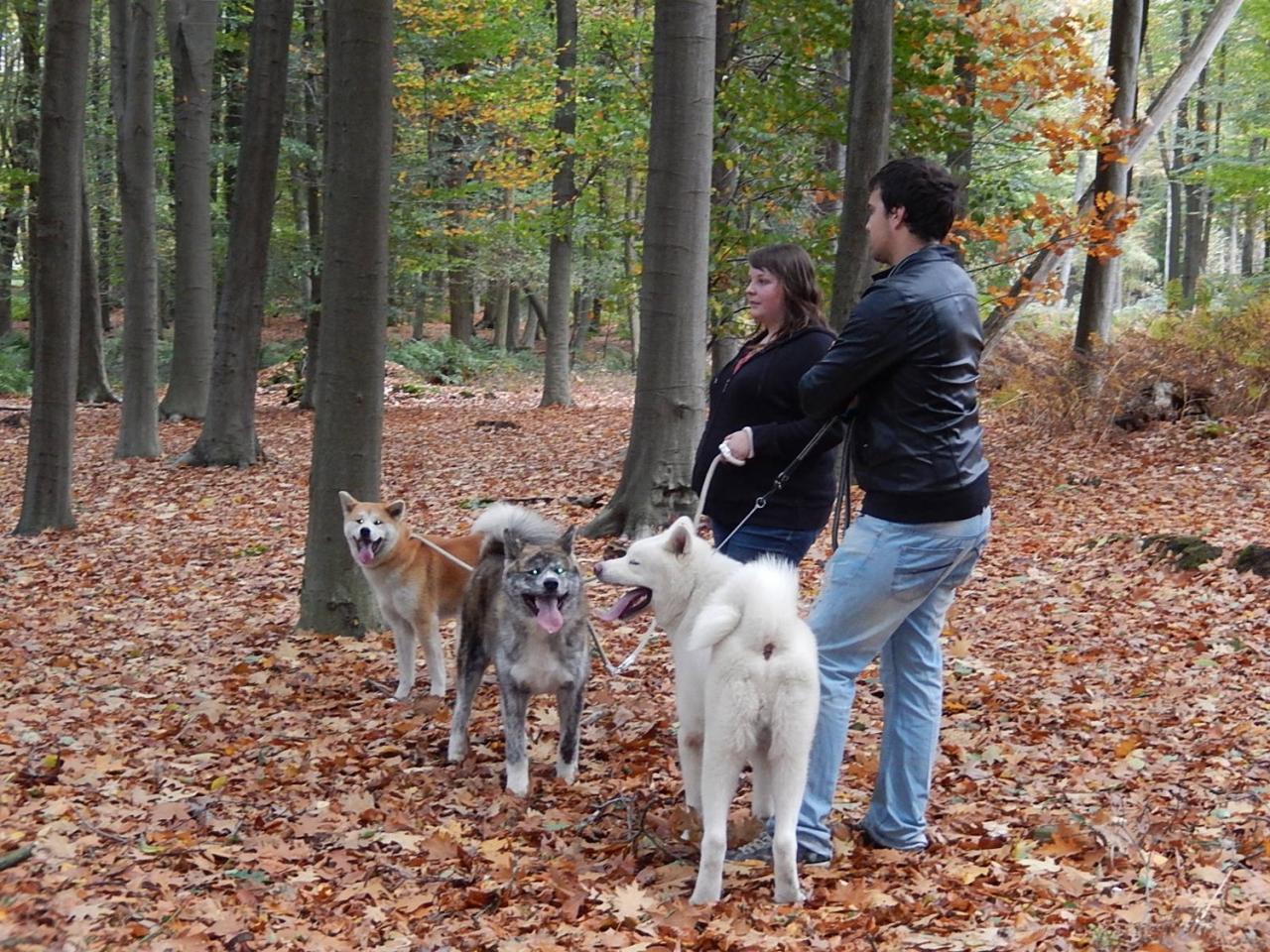 Balade Akita club octobre 2013