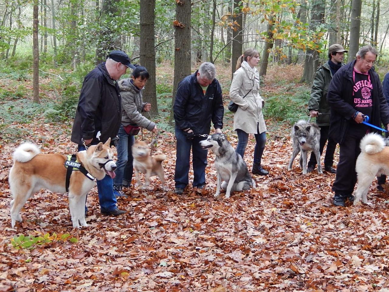 Balade Akita club octobre 2013
