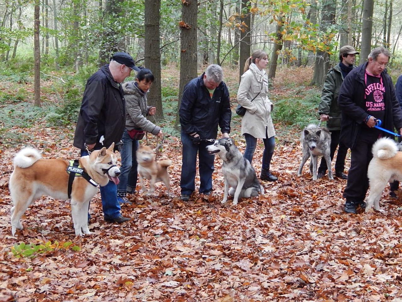 Balade Akita club octobre 2013