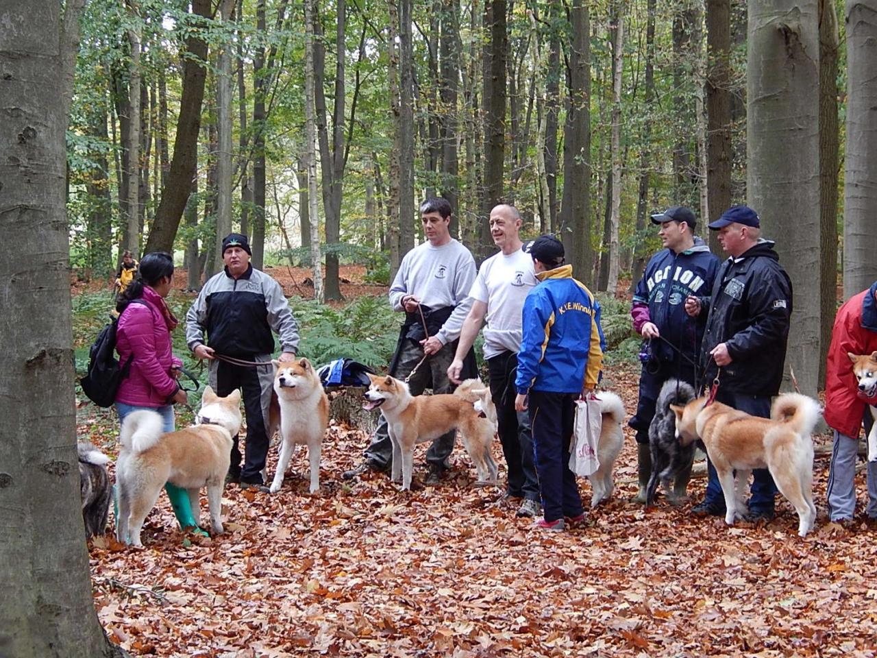 Balade Akita club octobre 2013