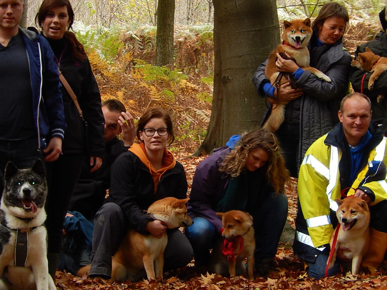 Hillock Snowy Shiba team