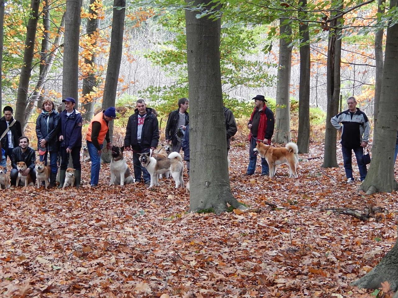 Balade Akita club octobre 2013