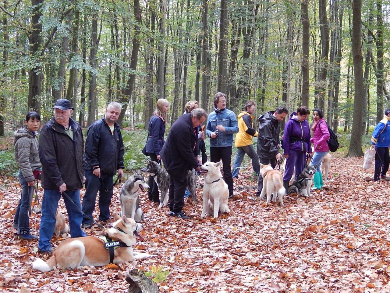 Balade Akita club octobre 2013