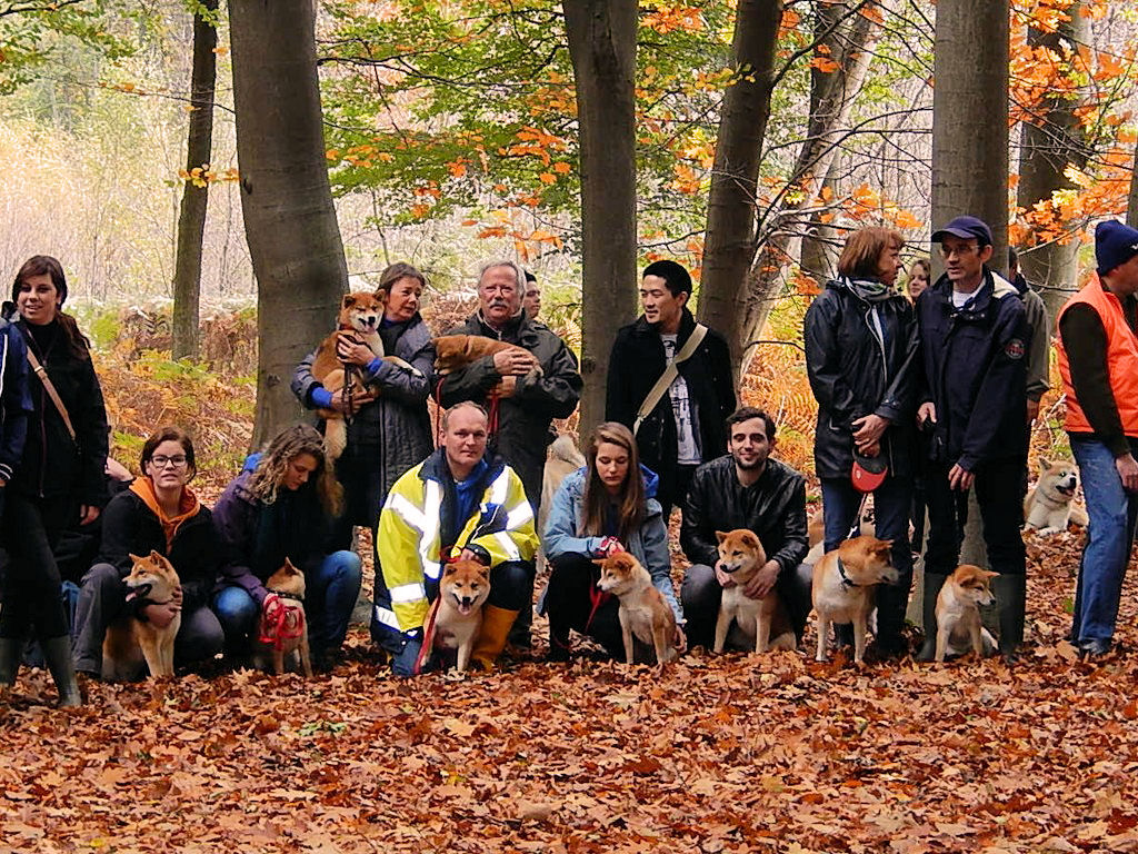 Hillock Snowy Shiba team