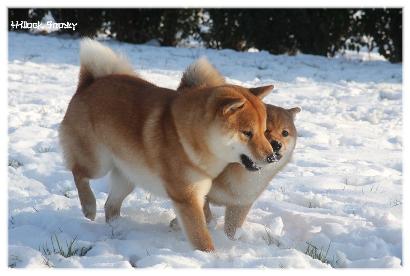 It's time to play in the snow