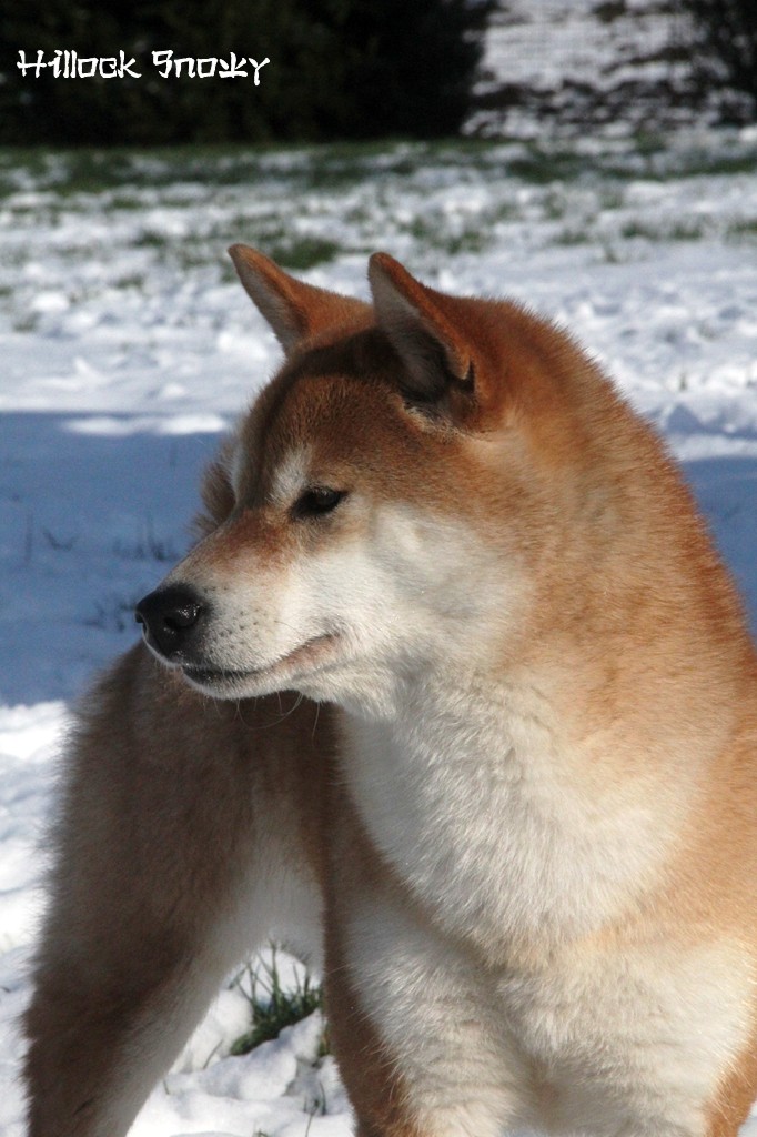 Ichigo Hime from Hillock Snowy