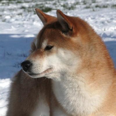 Shiba  et la neige