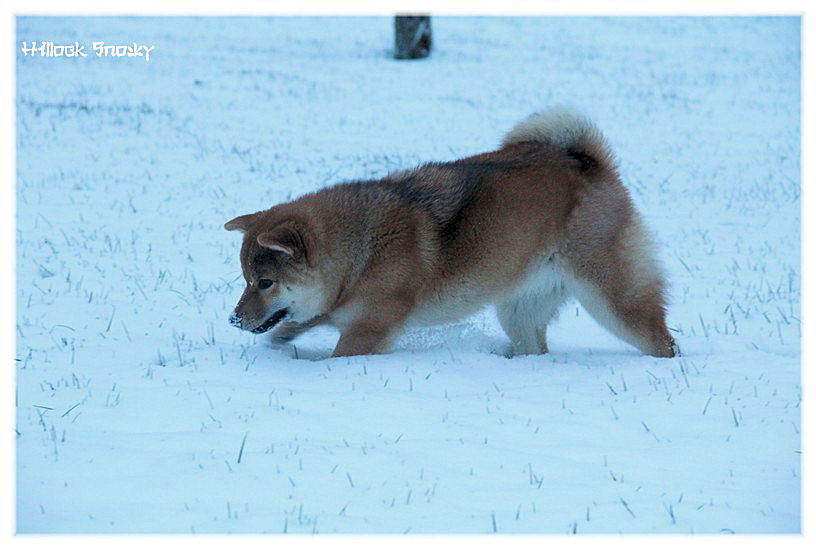 It's time to play in the snow