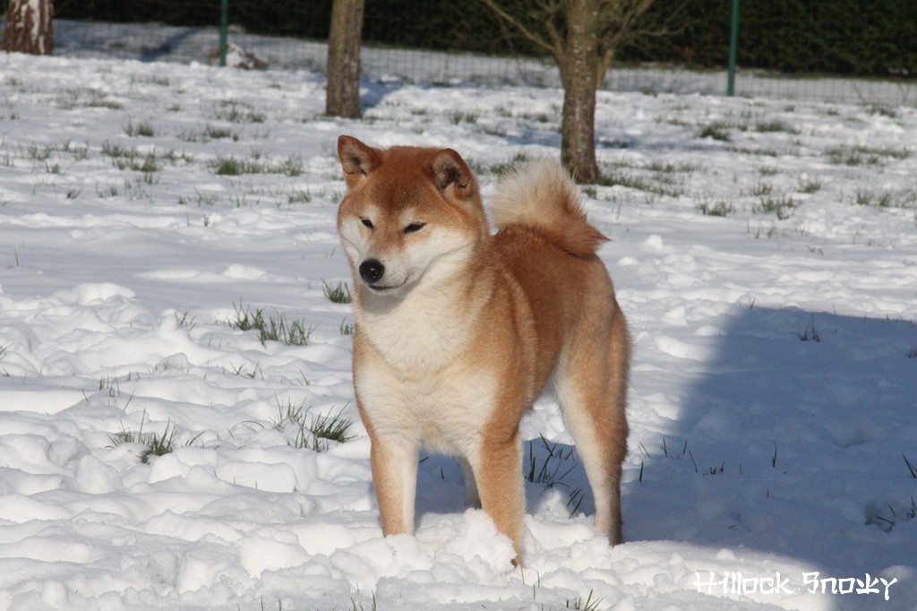 Ichigo Hime from Hillock Snowy