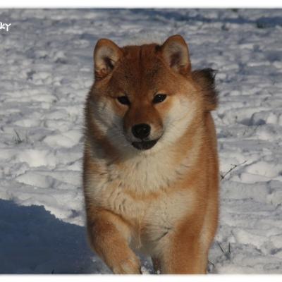 Les shiba et la neige