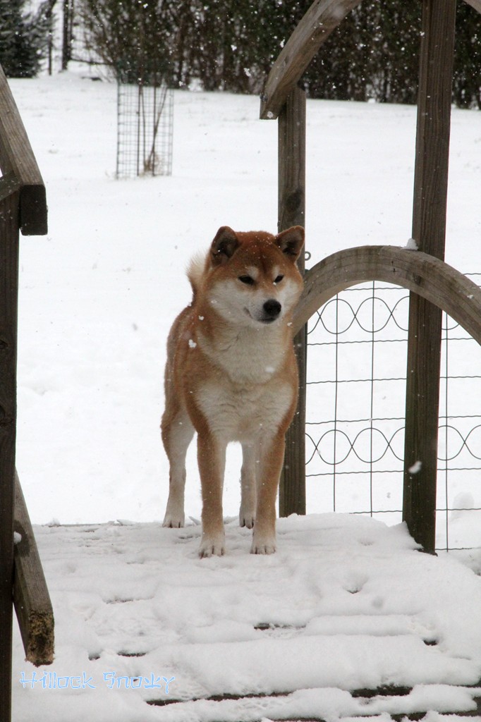 Ichigo Hime from Hillock Snowy