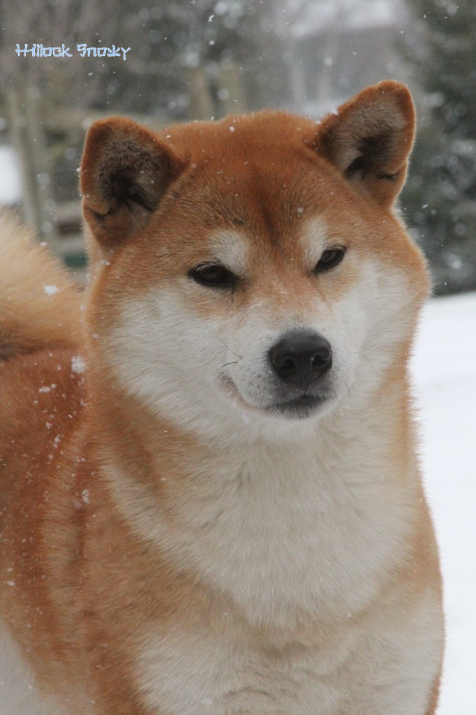 Ichigo Hime from Hillock Snowy